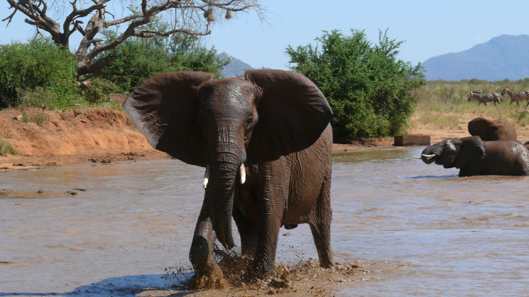 tsavo_elephants